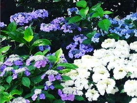 ダイヤモンド鎌倉別邸ソサエティ 3枚目