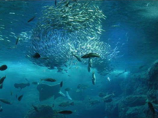 Shin-Enoshima Aquarium