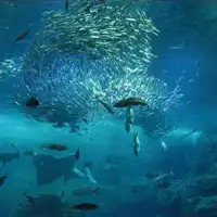 Shin-Enoshima Aquarium