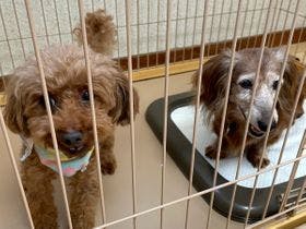 年中天然クエが食べられる！民宿松林