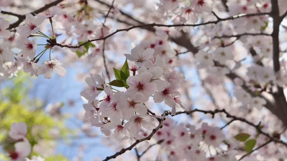 Kamenoi Hotel Kii-Tanabe