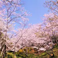 平草原公園櫻花:夜櫻點燈 3/25~4/1