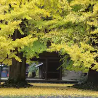 *【ใบไม้เปลี่ยนสีรอบๆ】