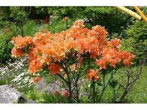 Azalea