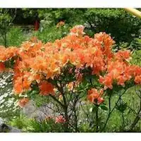 Azalea
