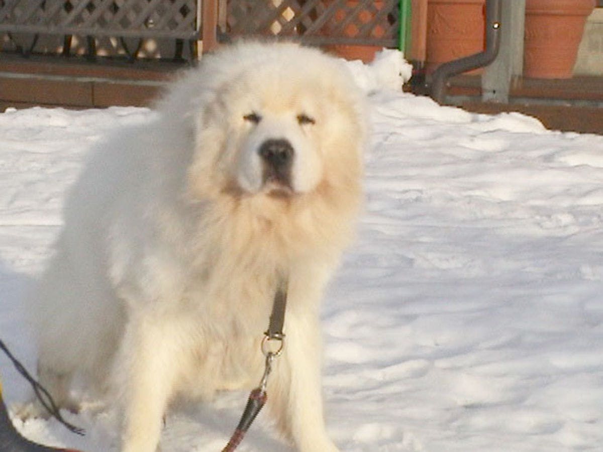 <Pet-Friendly Accommodation> Hillside Inn Center Club