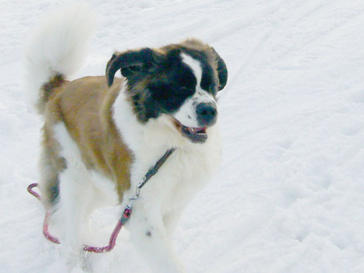 <Pet-Friendly Accommodation> Hillside Inn Center Club
