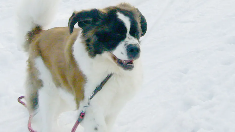 <Pet-Friendly Accommodation> Hillside Inn Center Club