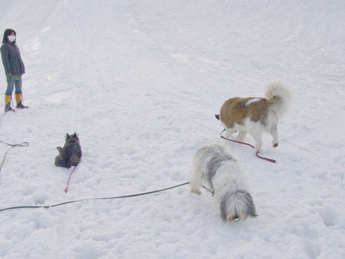 <Pet-Friendly Accommodation> Hillside Inn Center Club