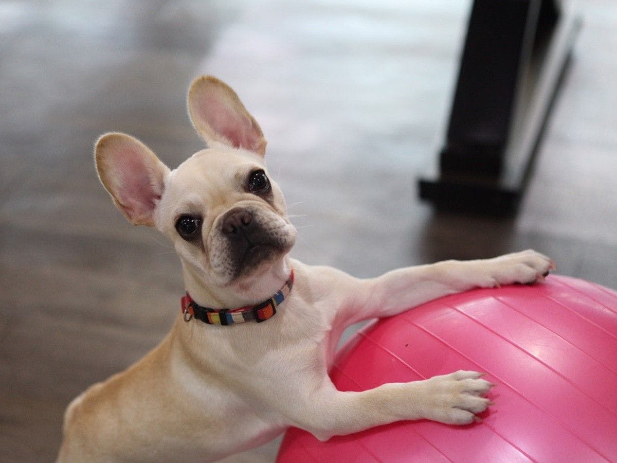 *เฟรนช์บูลด็อก โนโน