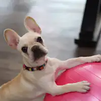 *เฟรนช์บูลด็อก โนโน
