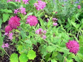 ペンション　けさらんぱさらん