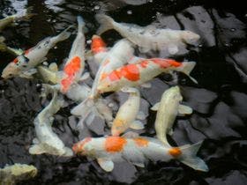 湯の瀬温泉　湯の瀬旅館