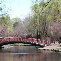 ซากุระที่ยูซาวะมักจะบานเต็มที่ในช่วงสัปดาห์ทอง