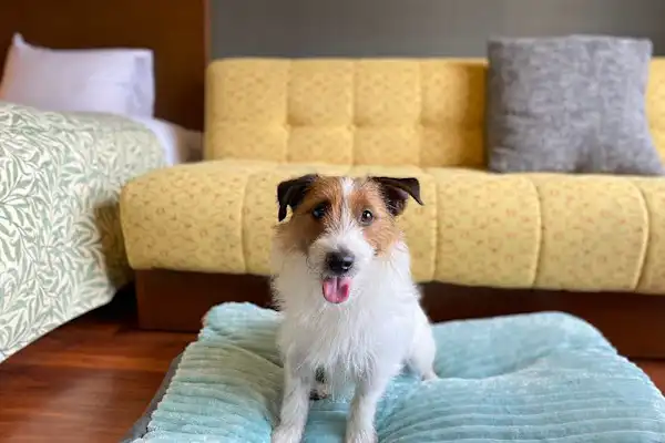 A new Room where you can stay with your beloved dog has been introduced!