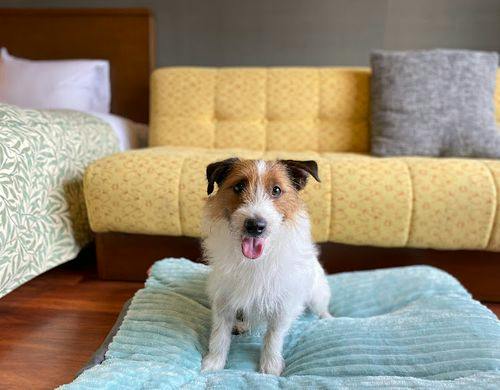 愛犬と泊まれるお部屋が誕生しました！