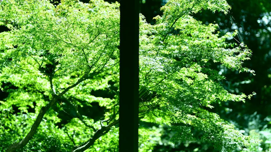 Beppu Housensou