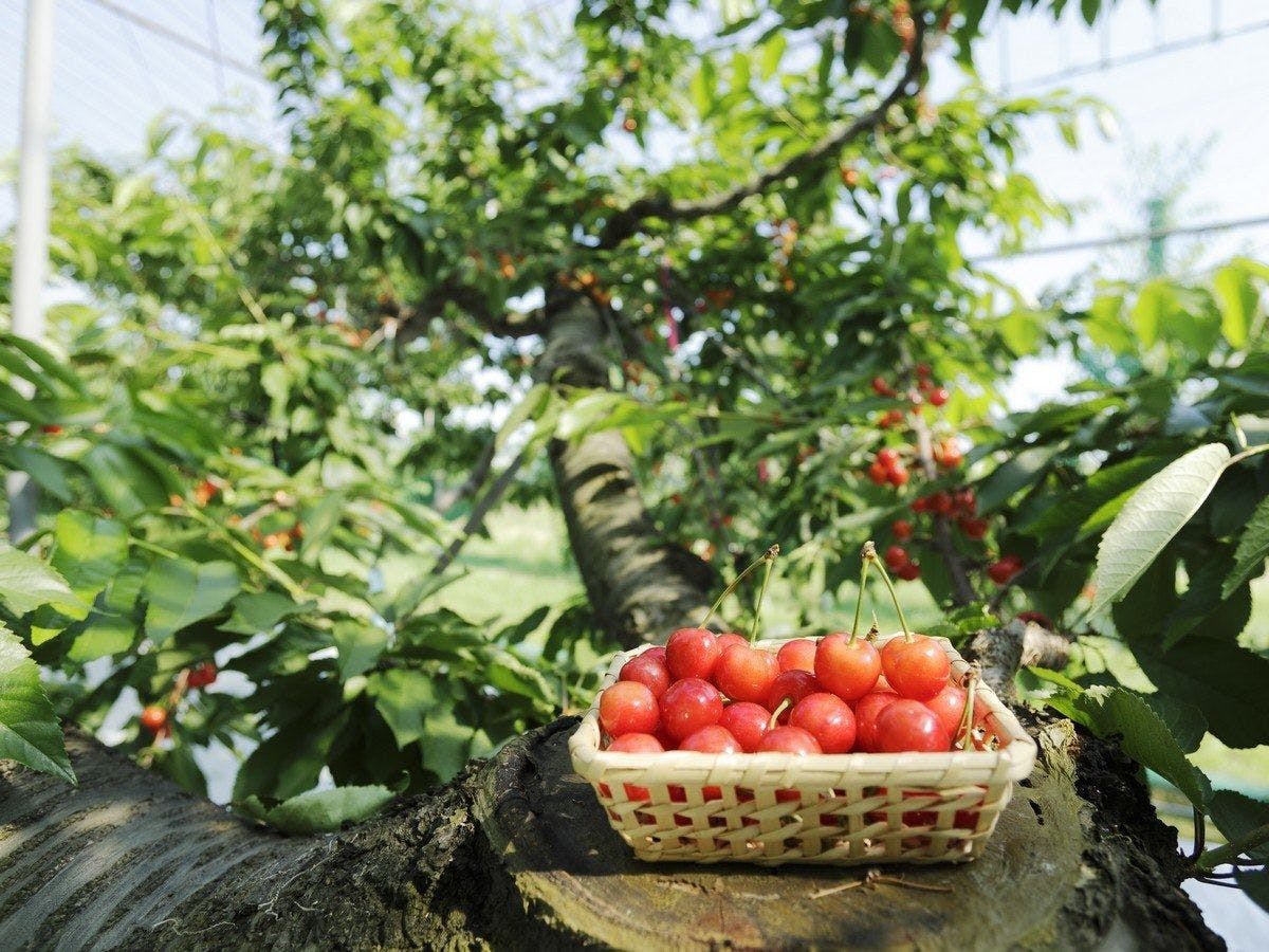 【เก็บเชอร์รี่】ประสบการณ์ผลไม้ตามฤดูกาล