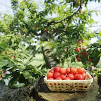 【เก็บเชอร์รี่】ประสบการณ์ผลไม้ตามฤดูกาล