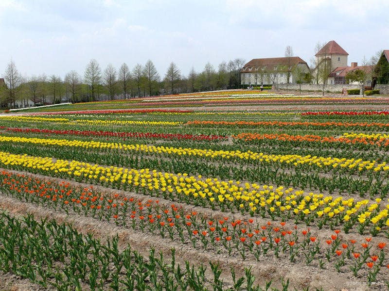 บลูเมนฮิลล์