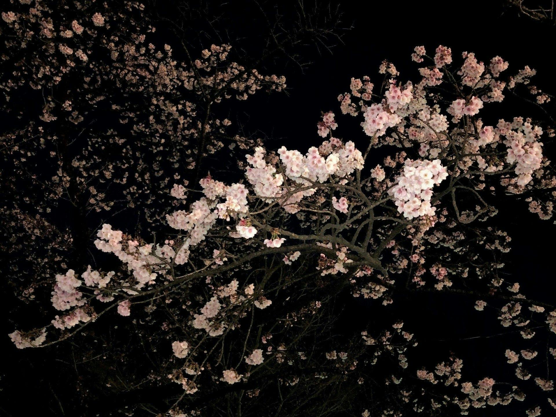 Crefeel KOTO