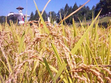 [นาขั้นบันได 100 แห่ง] นาโยโคเนะ ห่างออกไป 10 นาทีโดยรถยนต์