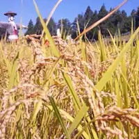【梯田百选】距离车程10分钟的横根田