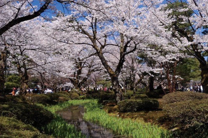 兼六園的櫻花