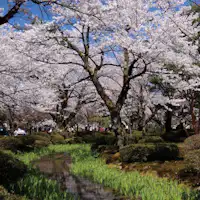 兼六園的櫻花
