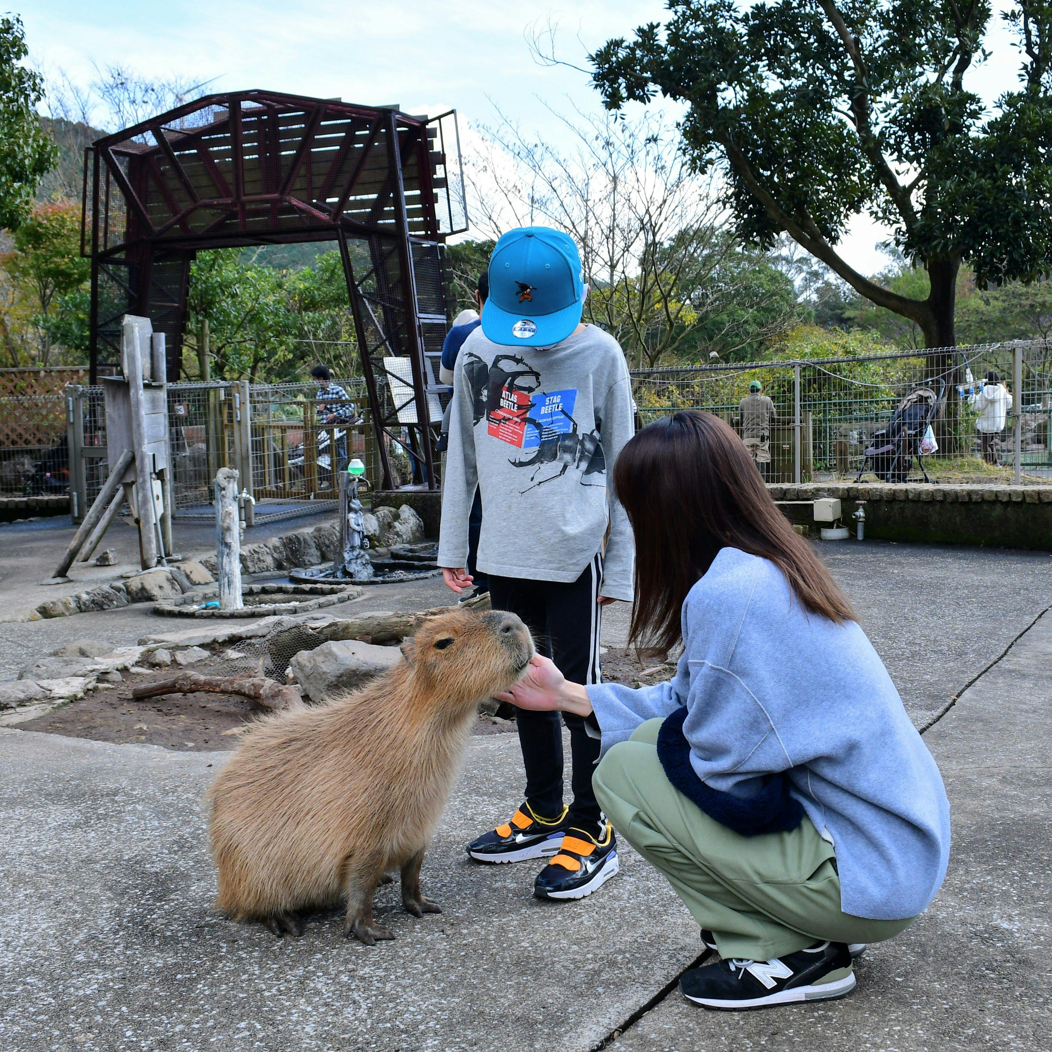 สัมผัสกับคาปิบาราที่อาณาจักรสัตว์