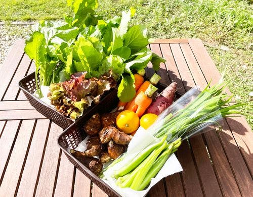 とれたて新鮮野菜