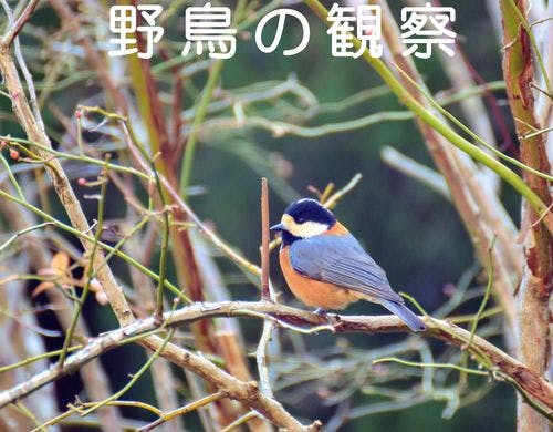 庭にくるヤマガラ