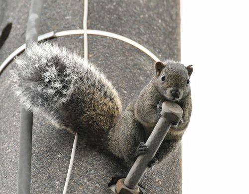 毎日のように庭に遊びにくるリス