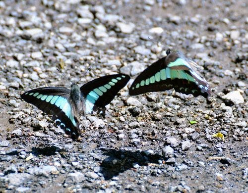 アオスジアゲハ