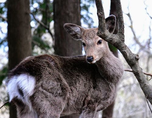 天城の鹿