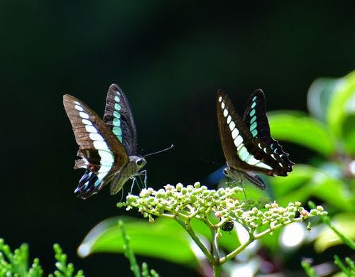 仲良く吸蜜するアオスジアゲ