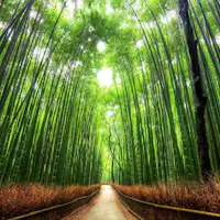 ใช้เวลาเดินเพียง 10 นาทีถึงป่าไผ่