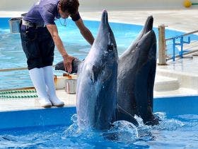 シュノーケリングの宿　備瀬崎竜宮前(ゲストハウス美らあかな～)