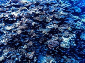 シュノーケリングの宿　備瀬崎竜宮前(ゲストハウス美らあかな～)