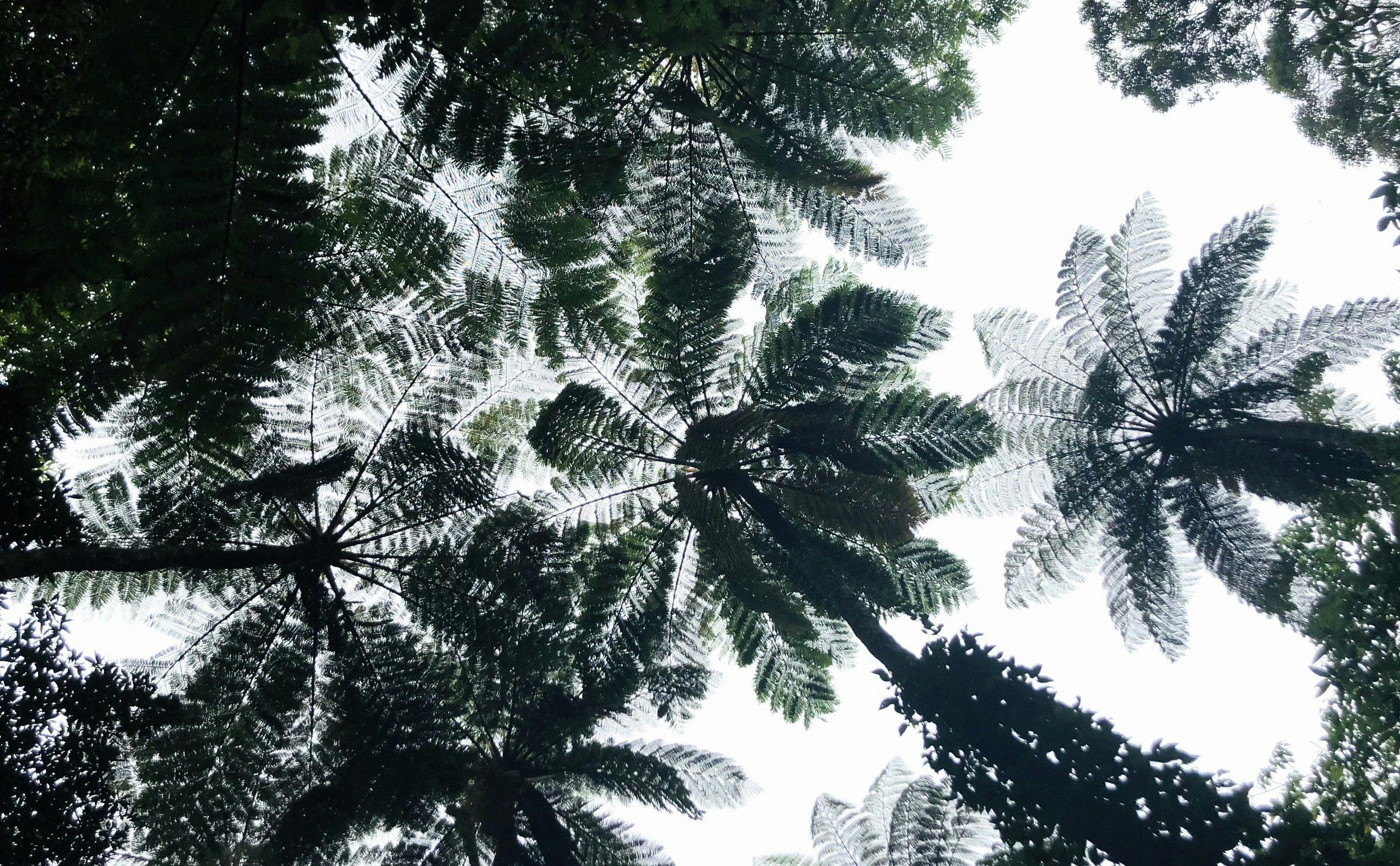 Hutan Primer Kinsakubaru