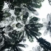 Hutan Primer Kinsakubaru