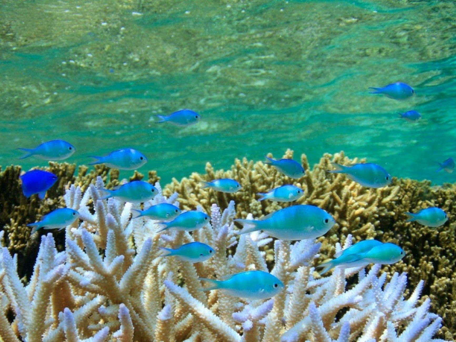 Hotel Sea Breeze Coral