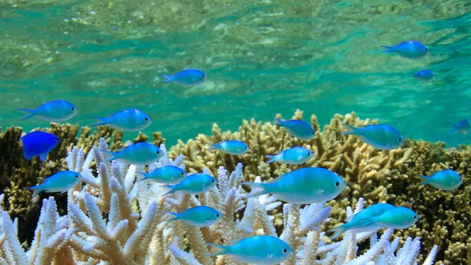 Hotel Sea Breeze Coral
