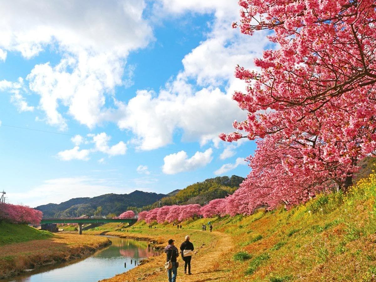 เทศกาลดอกซากุระมินามิ