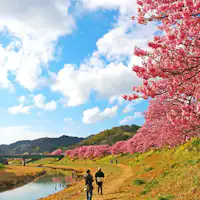 เทศกาลดอกซากุระมินามิ