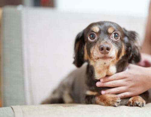 【ログハウス1階】ペットと泊まれるお部屋