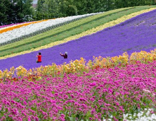 富良野の自然