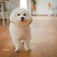 สุนัขป้ายเชอร์รี่