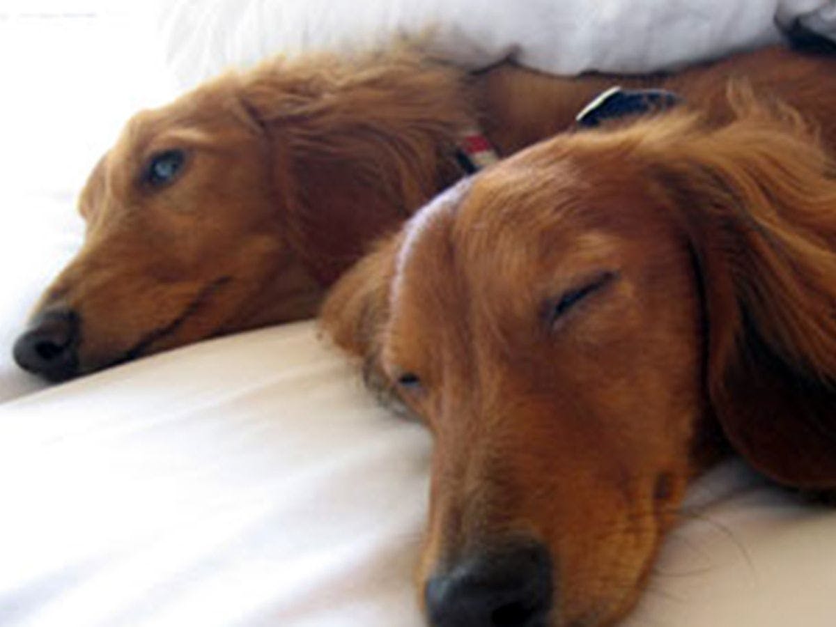 Dog-Friendly Inn Japari Tateyama