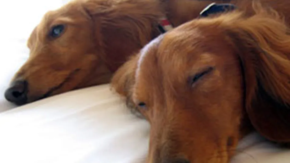 Dog-Friendly Inn Japari Tateyama